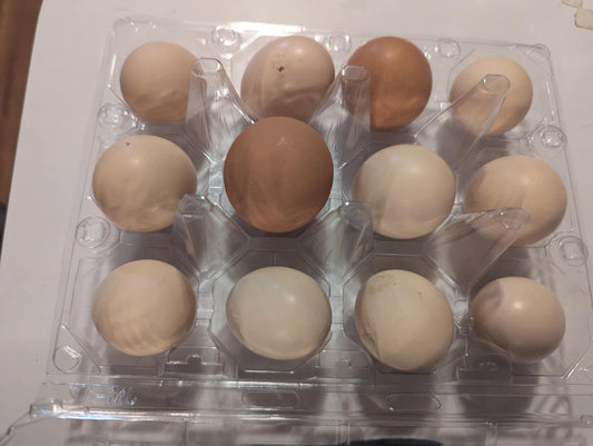 One Dozen Tiny Size Eggs